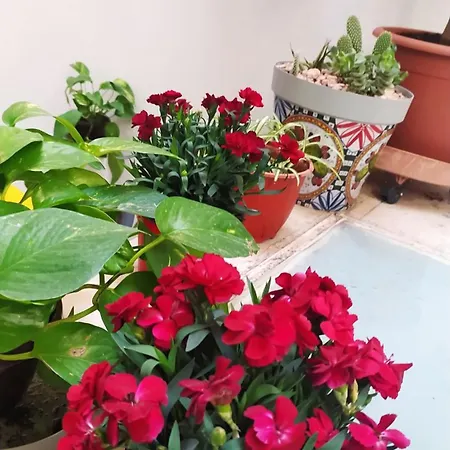 شقة Elegante Casa Centro Terrazzino,park Free Alfycodindia