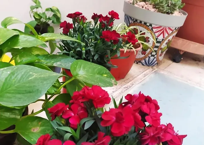 Apartamento Alfycodindia Appartamento-centro-terrazzino 6posti